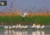 我國(guó)首次實(shí)現(xiàn)國(guó)際重要濕地自然資源確權(quán)登記